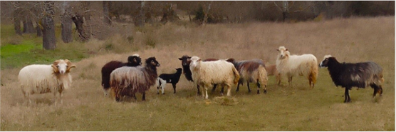 Le parc à moutons